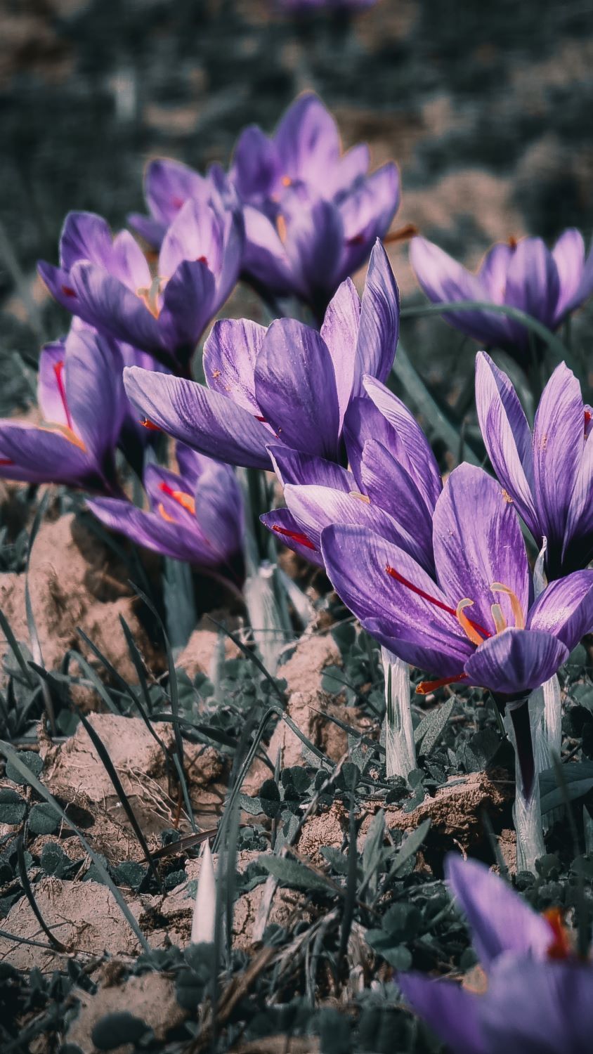 Fleurs de crocus sativus
